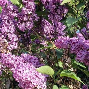 Meet your Posher, Leanne